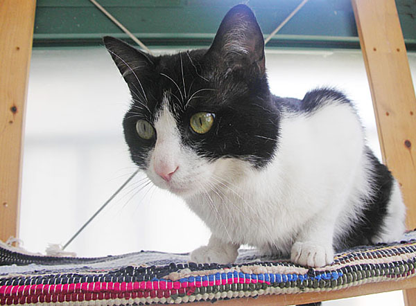 为什么猫咪怕柠檬的味道？